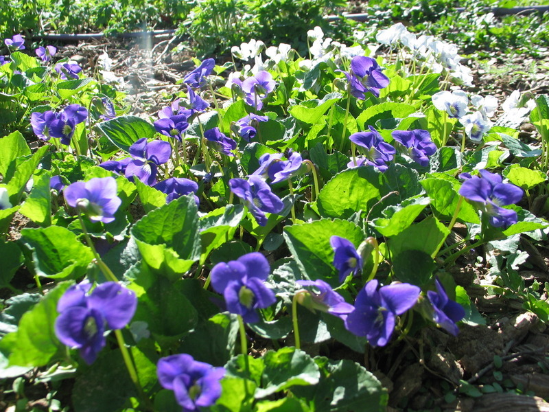 Violets at Warren Wilson College