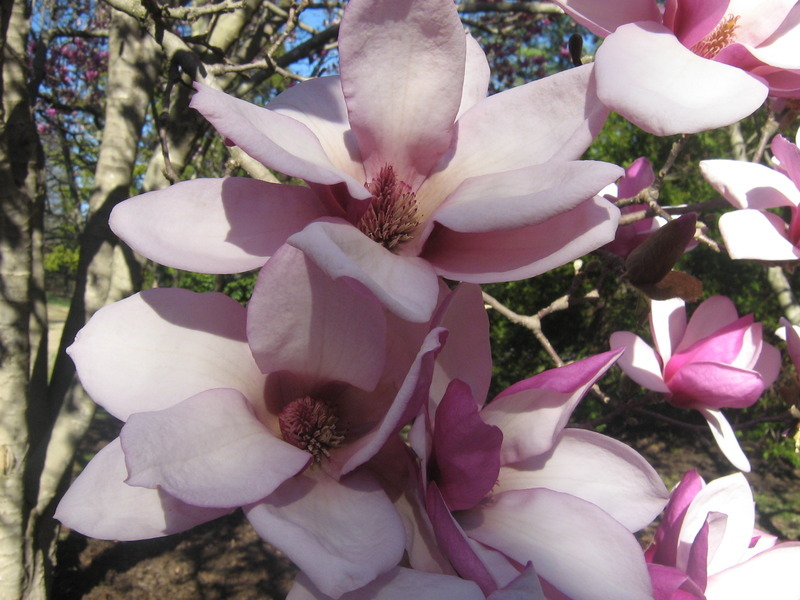 Saucer Magnolia