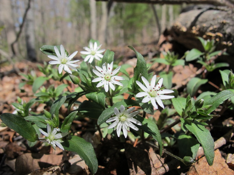 Giant Chickweed (Stellaria pubera)