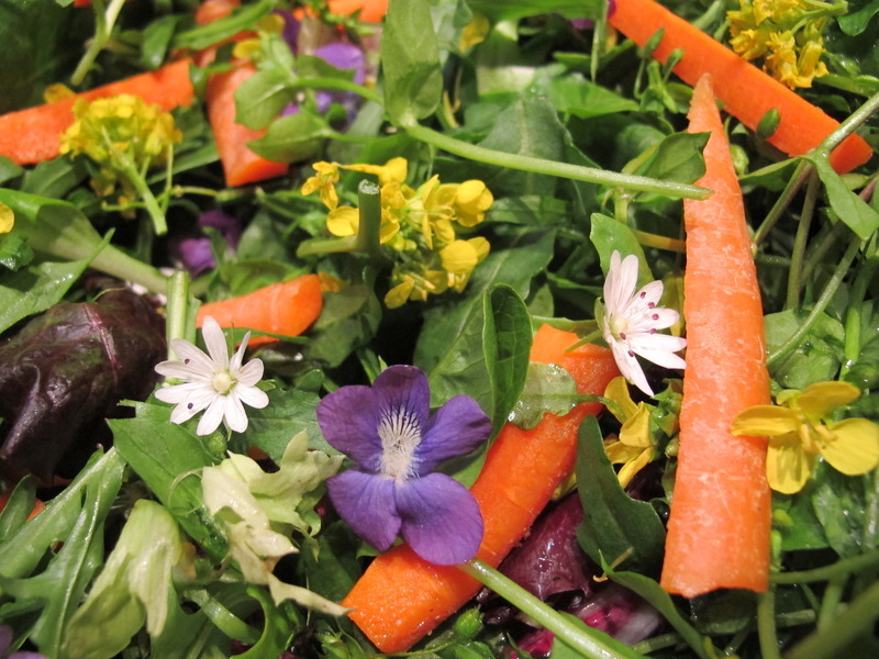 Wild Greens Salad photo by Ethnobotanist Marc Williams