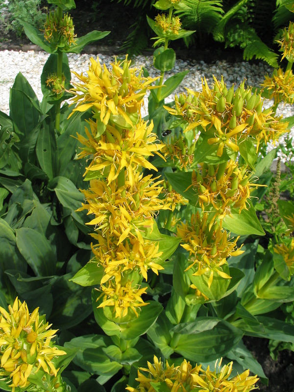 Yellow Gentian (Gentiana lutea)