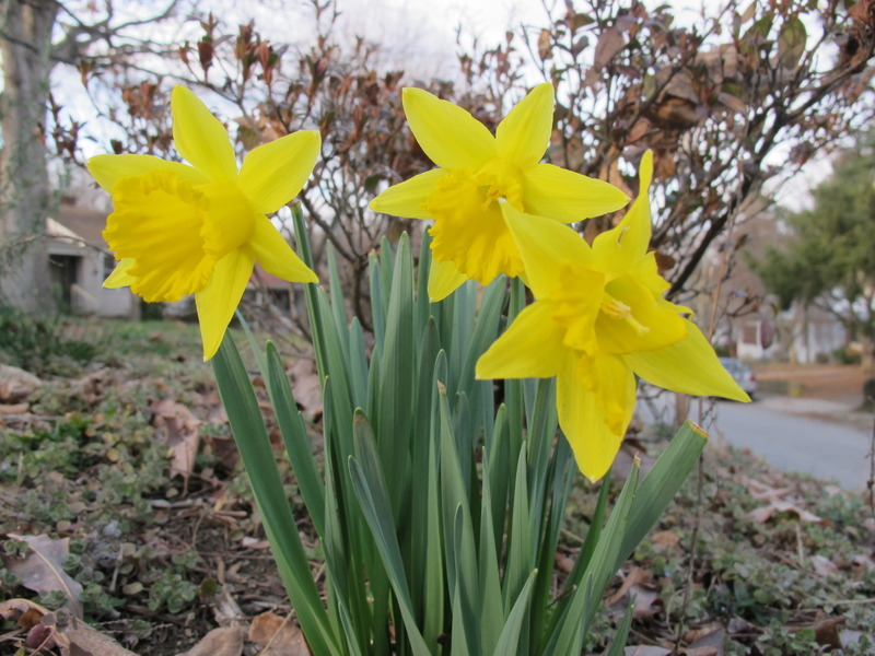 Daffodils