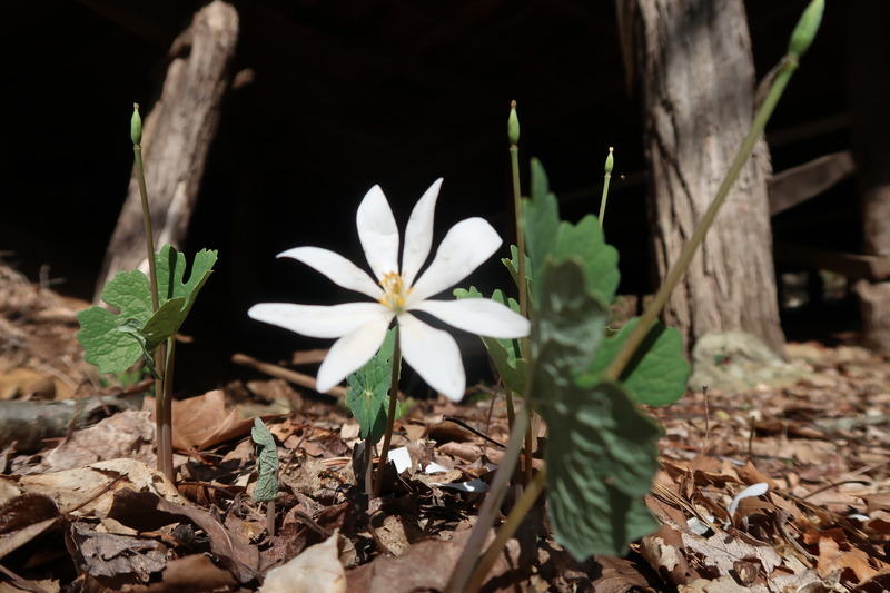 Blood Root (Sanguinaria candensis)