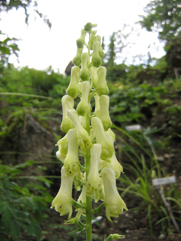 Monkshood (Aconitum lycoctonum)